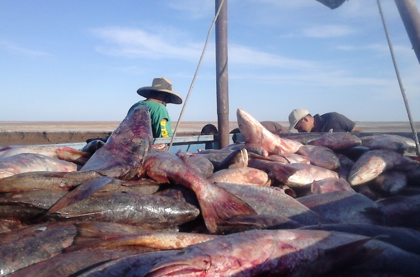 Participa CONAPESCA en Reunión Trilateral China-EU-México para el combate al tráfico ilegal del pez totoaba