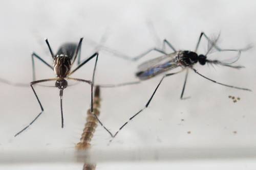 Zika, útil contra cáncer cerebral por su poder destructivo