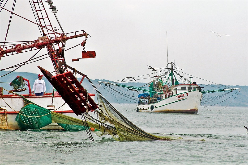 Establece SAGARPA periodos de veda para el camarón en el Golfo de México y Mar Caribe
