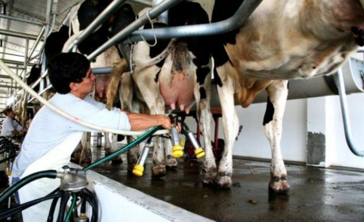 Abrigan firmes esperanzas productores de leche con  propuestas de apoyo productivo y comercialización