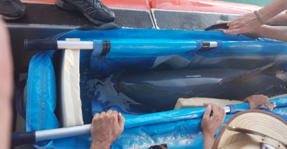 Muere vaquita marina un día después de ser rescatada en Baja California
