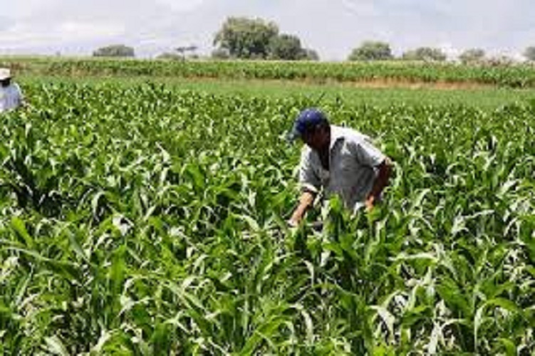 Reforma a sistema de pensiones excluye a 8 millones de trabajadores agrícolas: UFIC