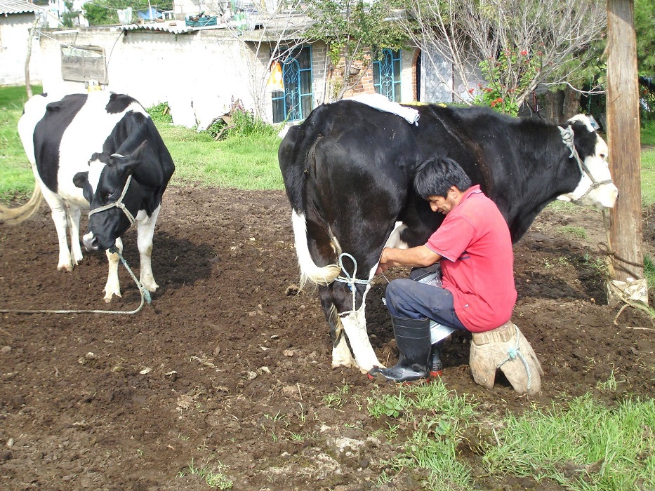 Productores de leche en manos del coyotaje