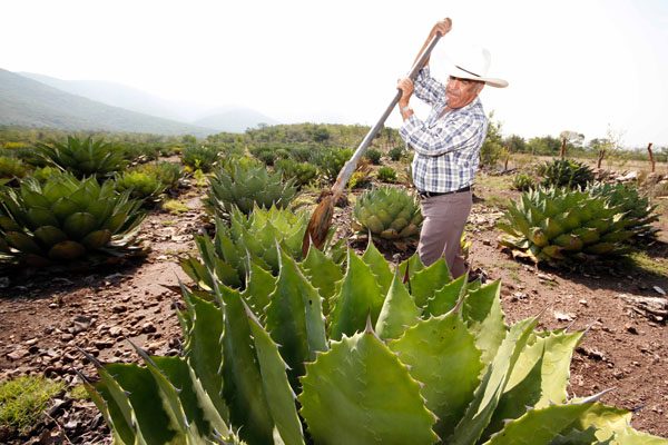 Denominación de origen, impulso a la producción de mezcal en Puebla