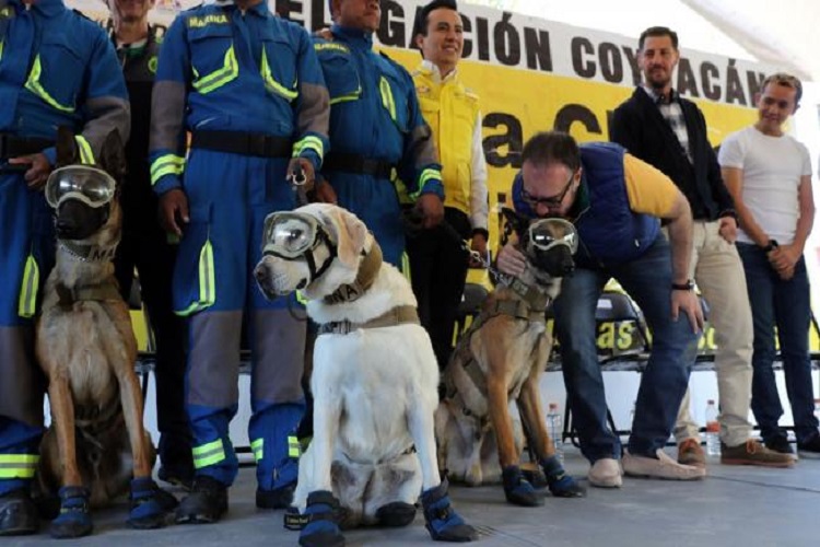 Construyen clínica “Frida” en honor a perros rescatistas en Coyoacán