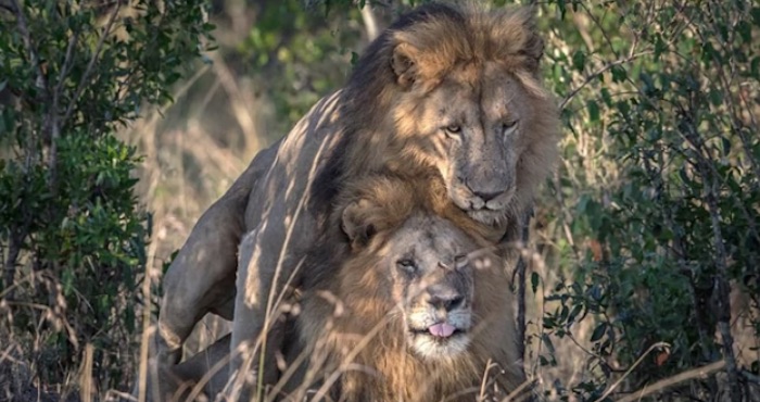 Escándalo en Kenia por dos “leones gays”