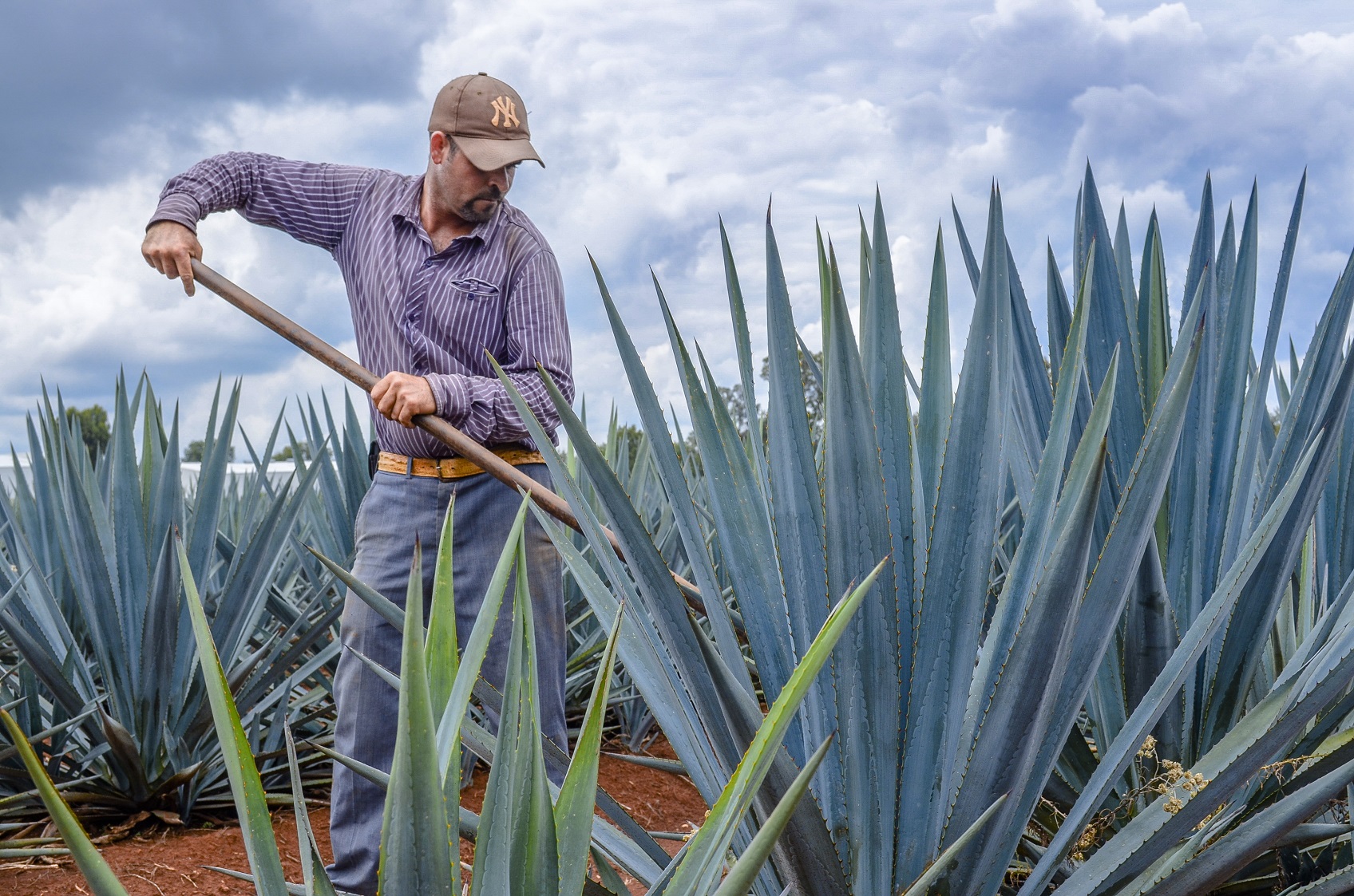 Alta carga fiscal y piratería asfixian a la industria del mezcal