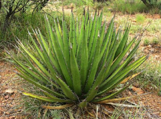 Científicos coahuilenses y chilenos sacan bioetanol del maguey “lechuguilla”