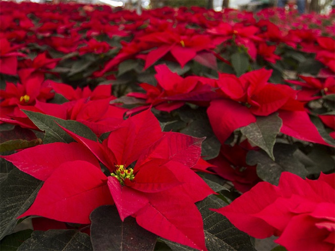 Hoy es Día Nacional de la Nochebuena