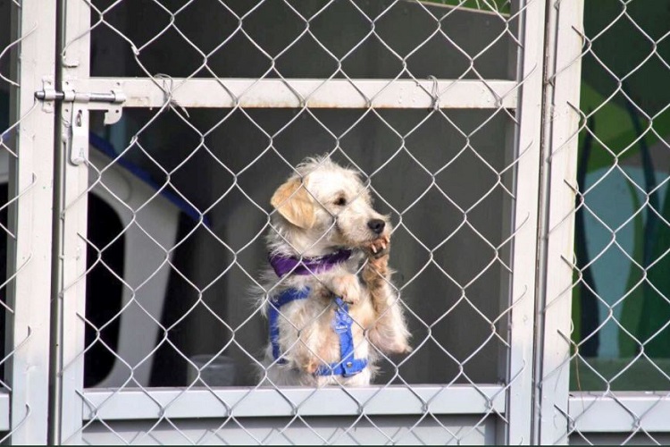 Perritos rescatados buscan familia en primer feria de adopción canina del STC