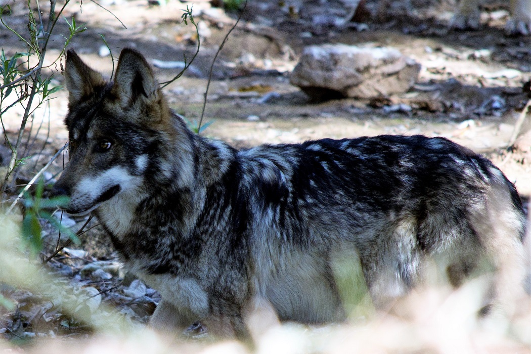 Trabaja Edomex en programa de reproducción para salvar de la extinción al lobo gris mexicano