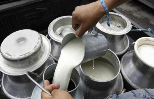 Panorama incierto en mercado nacional de leche