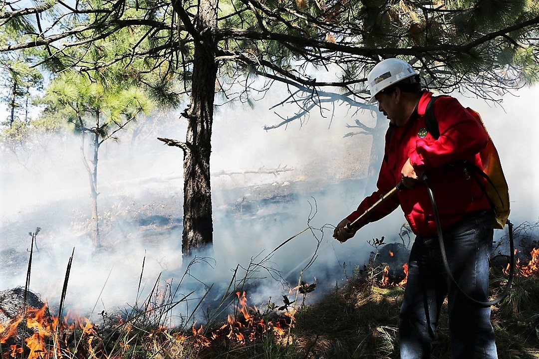 Habilita Probosque 927 kilómetros de brechas cortafuego