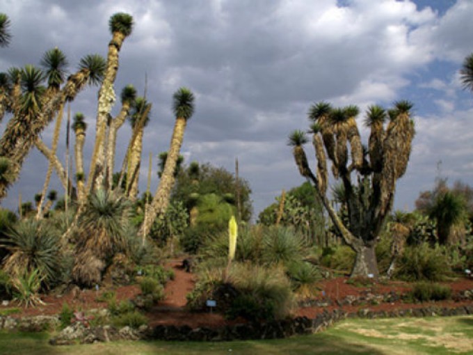Las plantas sagradas del Jardín Botánico de la UNAM