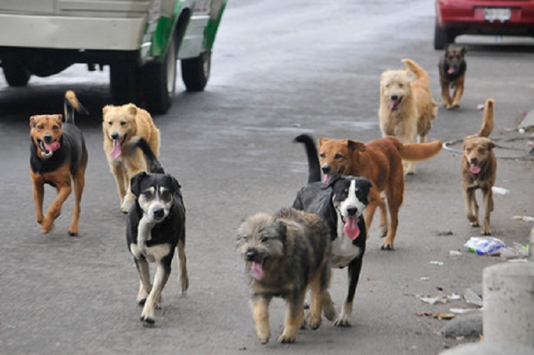 En México, el 70 por ciento de los perros vive en la calle: Delgadillo García