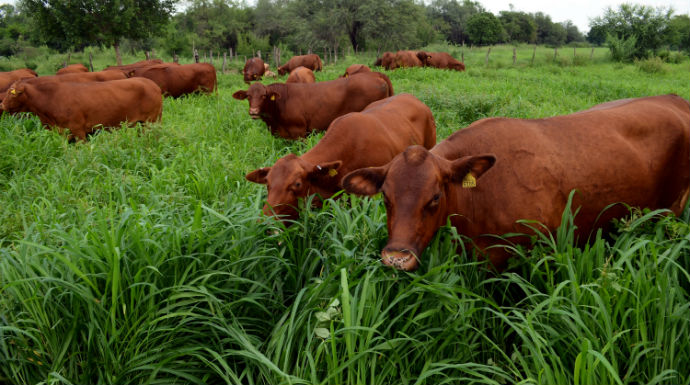 SAGARPA reconoce que México es un país que consume y exporta alimentos cárnicos libres de enfermedades