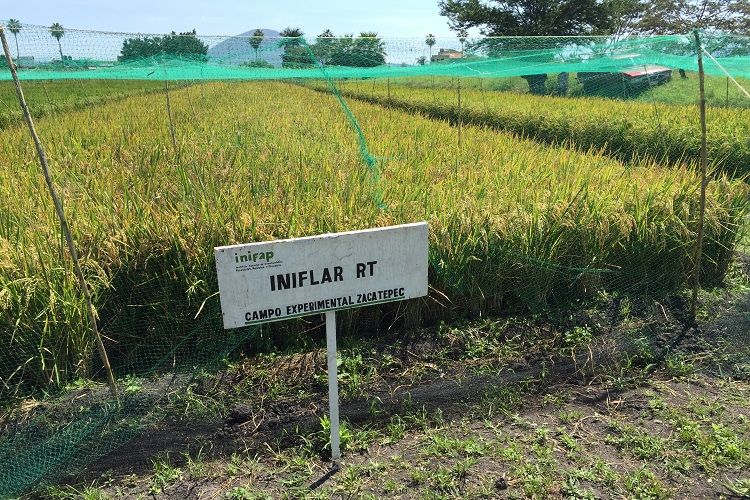 SAGARPA libera nuevas variedades de arroz para aumentar su productividad