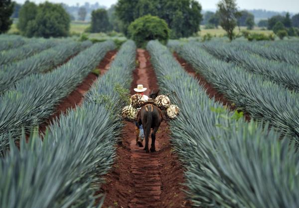 CRM se compromete apoyar a productores de mezcal en Guerrero