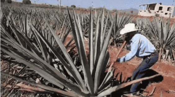 Pan hecho con fibras de agave, un aliado contra la diabetes