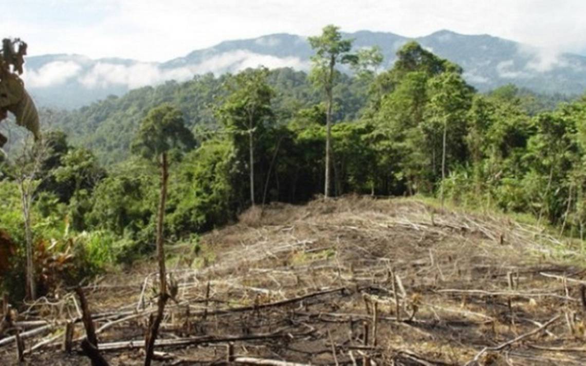 Pide Morena información sobre el eventual parcelamiento de bosques y selvas