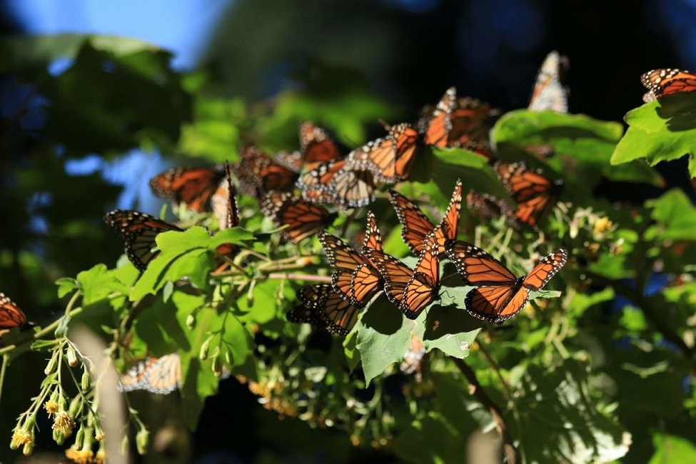 Invitan ejidatarios mexiquenses a visitar santuarios de la mariposa monarca