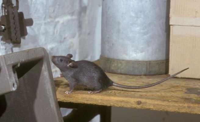 La Peste Negra no la transmitieron las ratas… sino los humanos y su falta de higiene