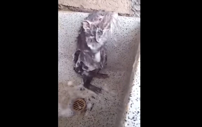 Divertido video de ‘ratón’ bañándose como humano se vuelve viral (+Video)