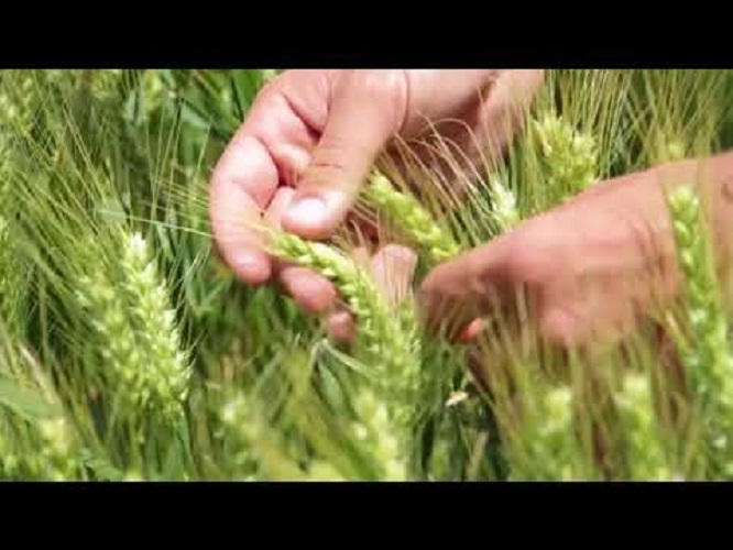 Libera SAGARPA nuevas variedades mejoradas de trigo y cártamo