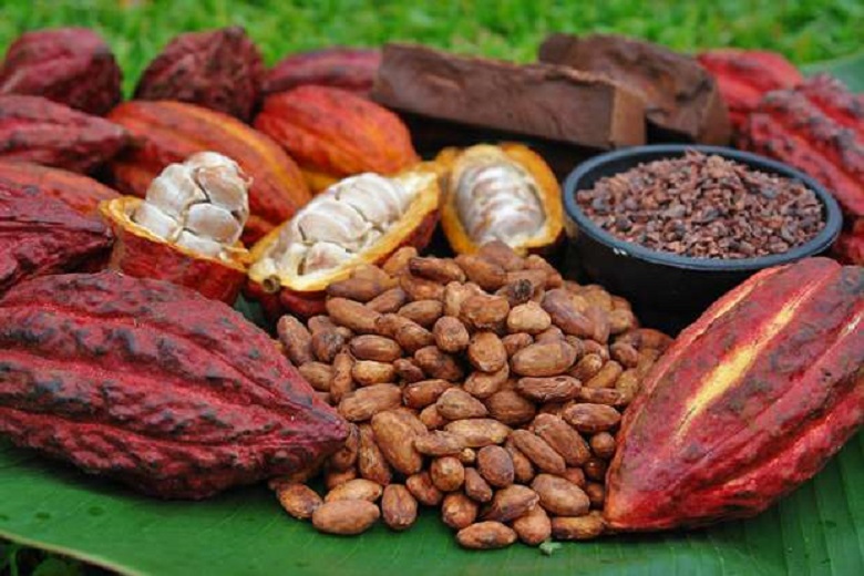 Desarrolla la SAGARPA variedades de alto rendimiento de cacao para incrementar su producción