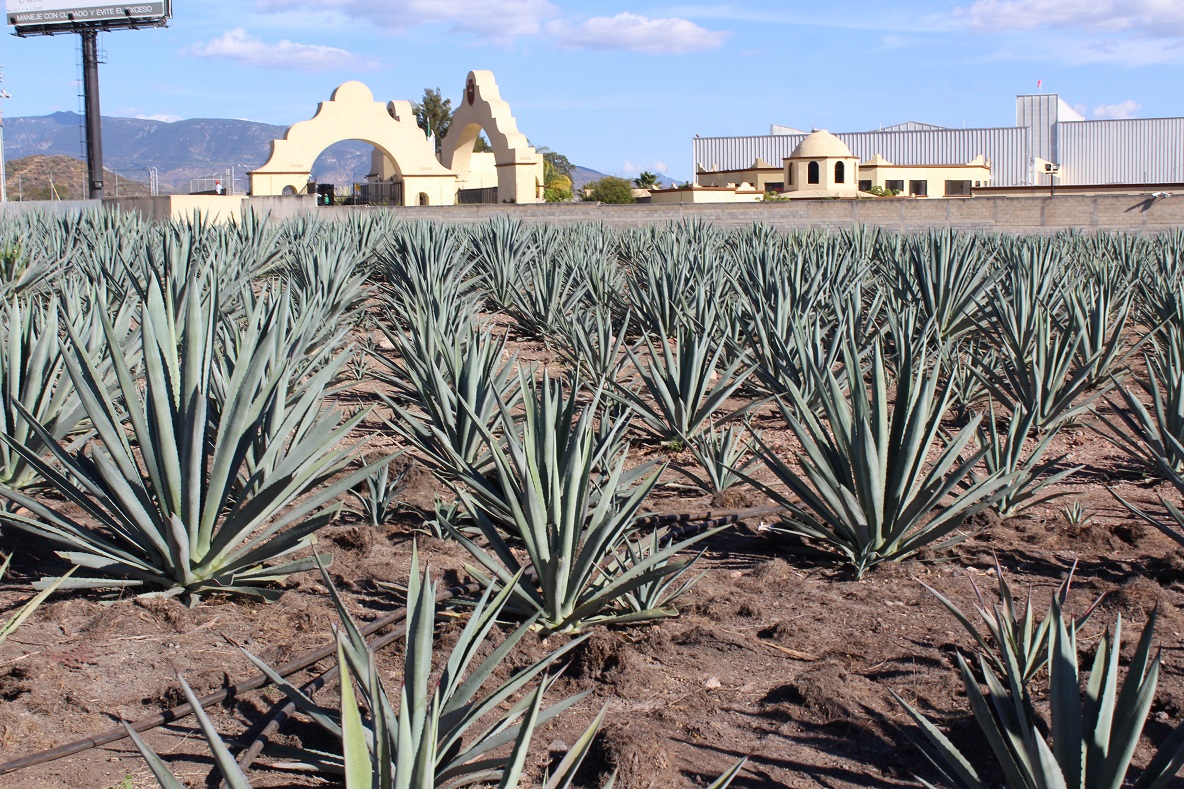 El agave se acaba