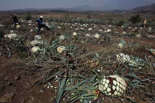 Productores de Michoacán prevén alza al precio del mezcal por escasez de agave