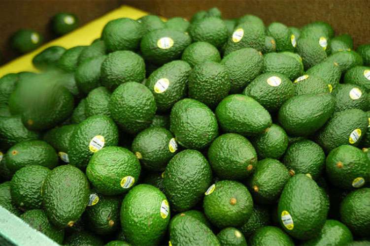 Aguacate michoacano producto de exportación