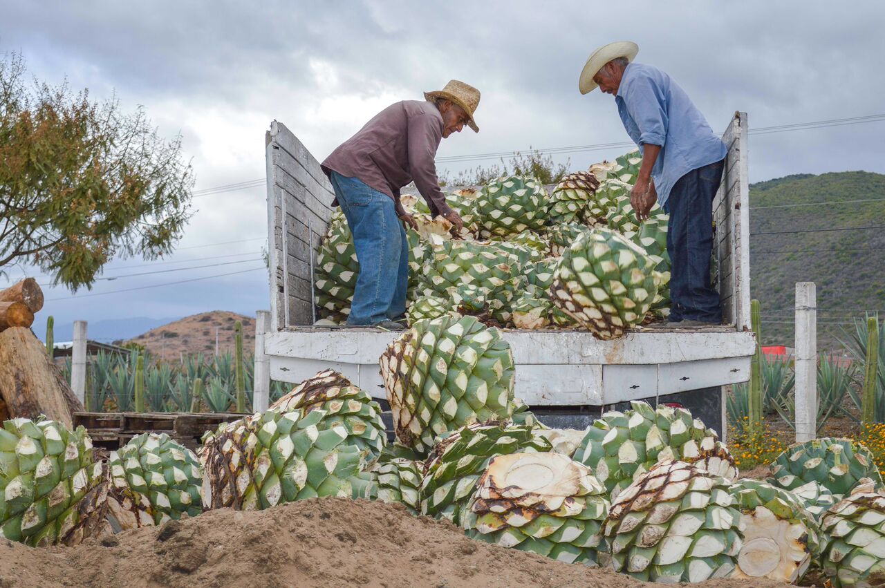 En 2017, exportación de tequila y mezcal creció 11.6%: Sagarpa