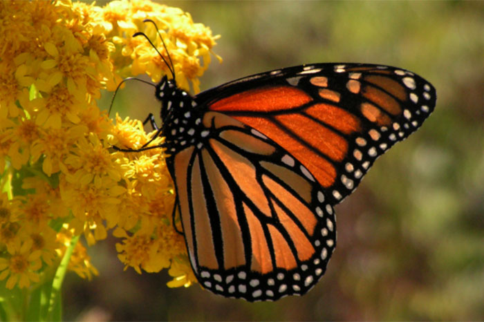 Aumentan visitas al santuario de la mariposa monarca en Michoacán