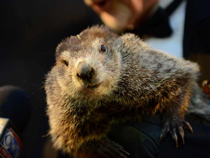 Quedan seis semanas más de invierno en EU, según la marmota Phil