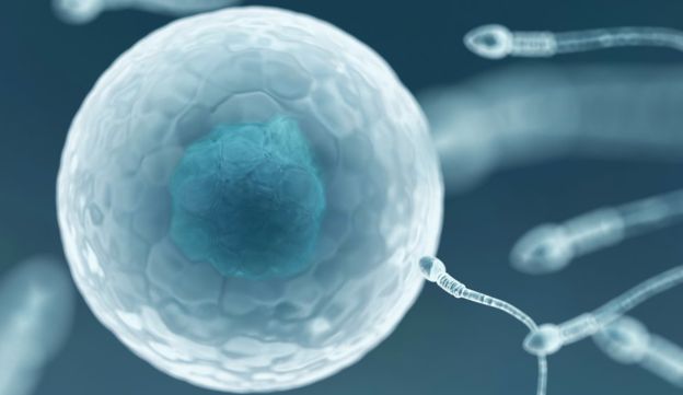 Desarrollan los primeros óvulos humanos en laboratorio