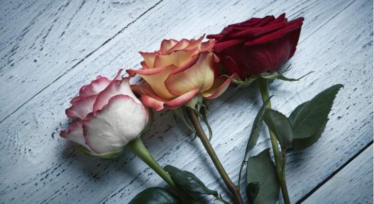Garantizado, abasto de rosas para el 14 de febrero: Sagarpa