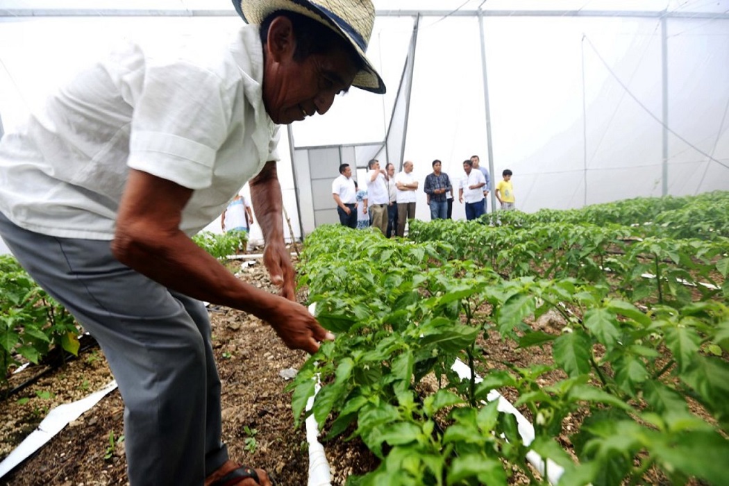 Sector agropecuario y pesquero crece al doble de la economía nacional: SAGARPA