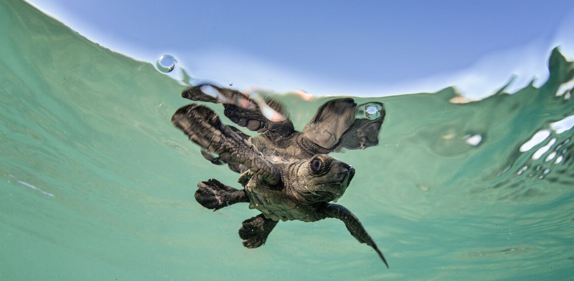 La Alianza WWF-Fundación Telmex Telcel libera 420 tortugas golfinas en Acapulco