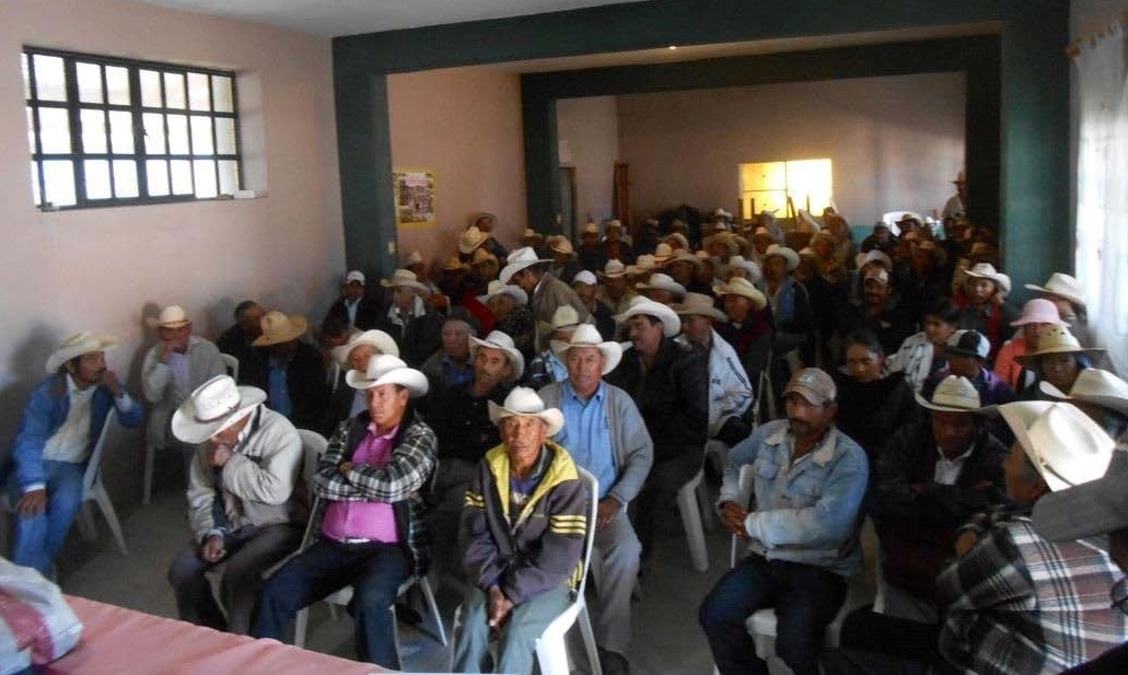 Programa forestal intensivo de UACh promueve aumento productivo de piñón