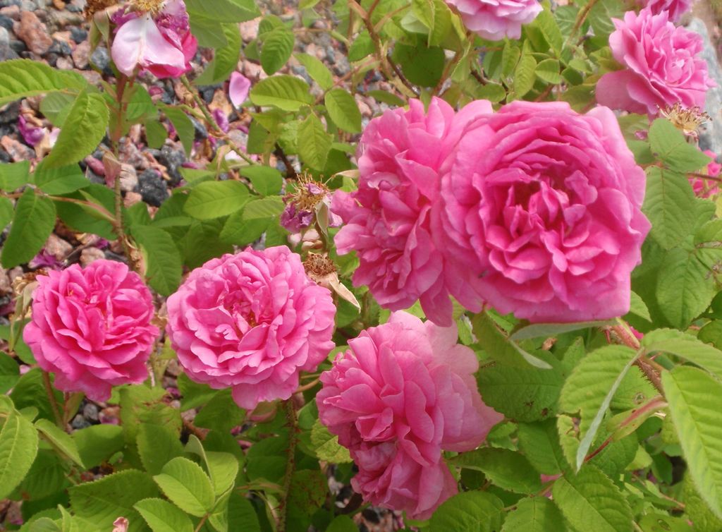 La rosa de Castilla posee propiedades anticancerígenas y antioxidantes -  Almomento | Noticias, información nacional e internacional
