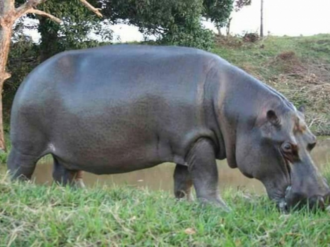 Capturan a hipopótamo Tyson; lo trasladan a Orizaba