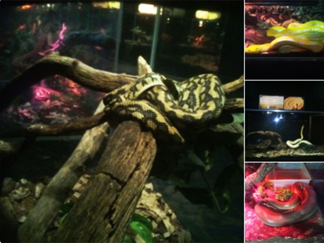 Profepa decomisa 62 reptiles de herpetario de Six Flags