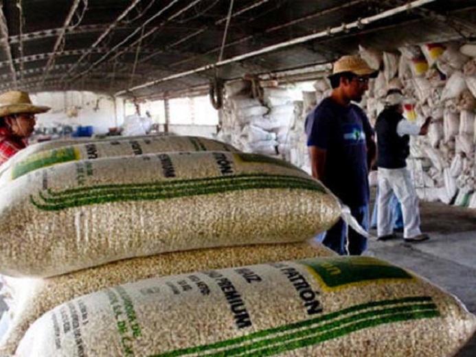 Concentra sector privado el 94 por ciento de la producción de semillas