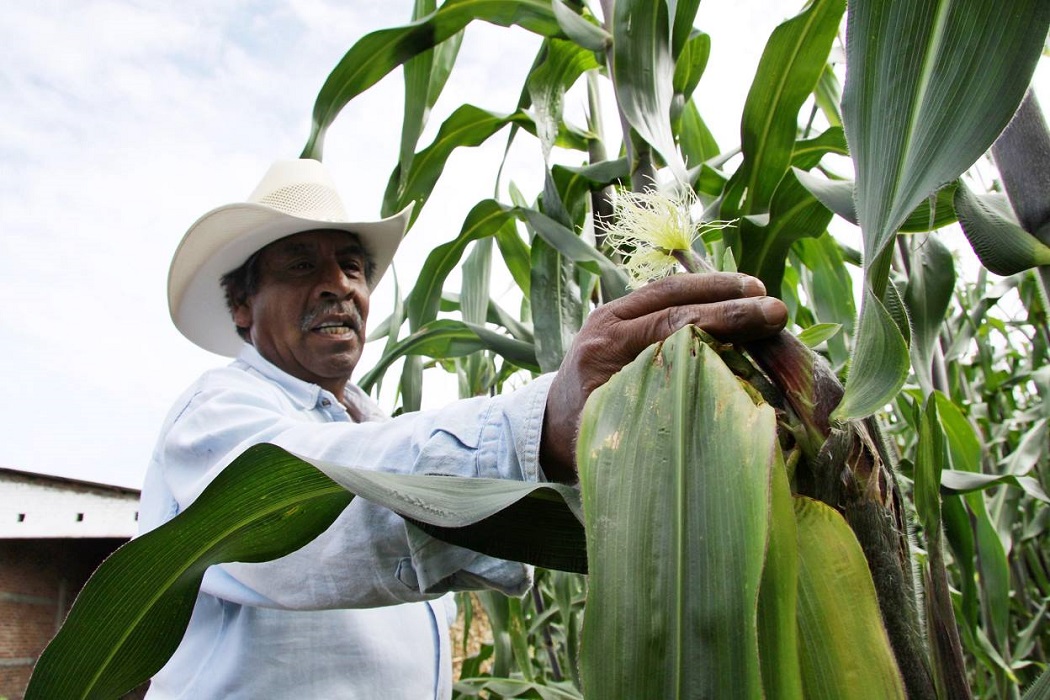 Sistema producto maíz propone denominación de origen del grano, eliminar subsidios y fijar precios competitivos