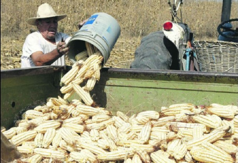 CAP reclama frenar caída de precios de granos básicos y alza en insumos