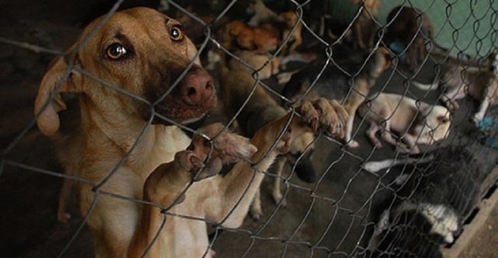 Diputados aprueban fortalecer esquemas para evitar maltrato animal