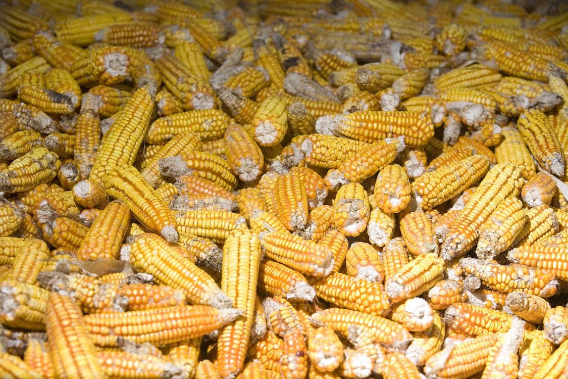 En últimos 4 años se estanca precio de tonelada de maíz: ALCANO