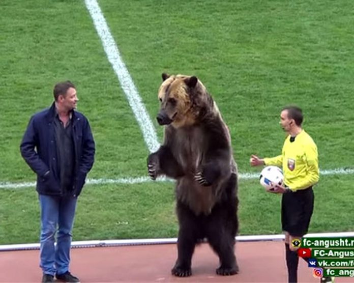 Un enorme oso hace el saque de honor en un partido de futbol en Rusia