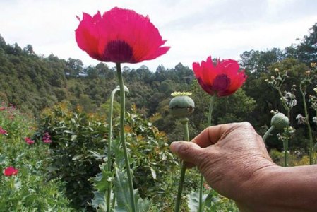 Propone Beatriz Mojica sustituir la cosecha de amapola con cultivos como el aguacate